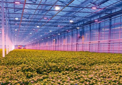 how to choose the best led grow lights